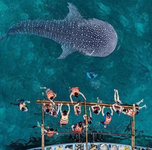 whaleshark